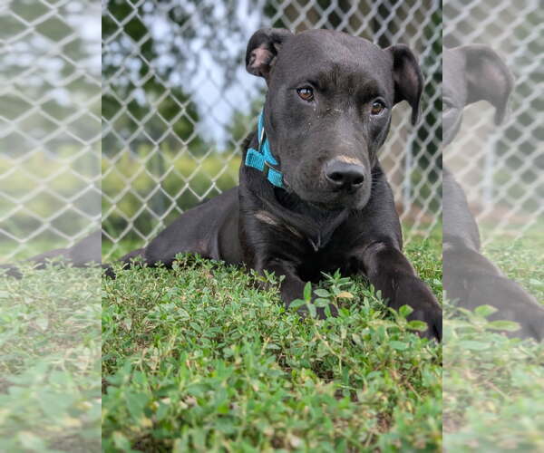 Medium Photo #1 American Pit Bull Terrier-Unknown Mix Puppy For Sale in Kewanee, IL, USA