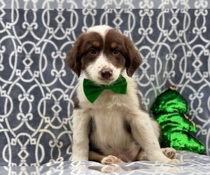 Australian Shepherd Puppy for sale in LAKELAND, FL, USA