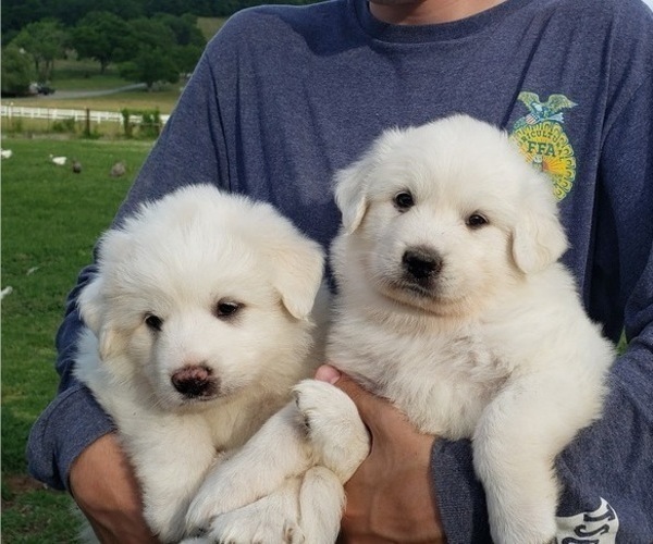 Medium Photo #7 Great Pyrenees Puppy For Sale in SHELBYVILLE, TN, USA
