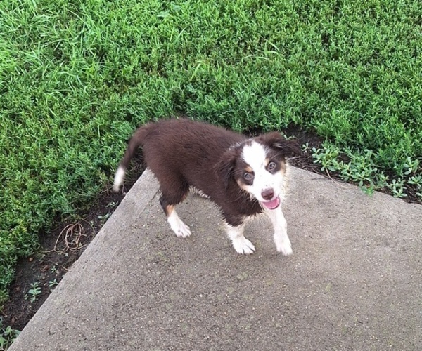 Medium Photo #3 Miniature Australian Shepherd Puppy For Sale in FAIRVIEW, SD, USA