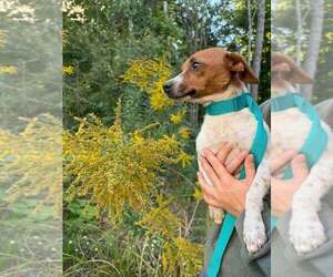 June Buggy - Female Jack Russell Terrier-Unknown Mix Dog for Adoption - Photo #2