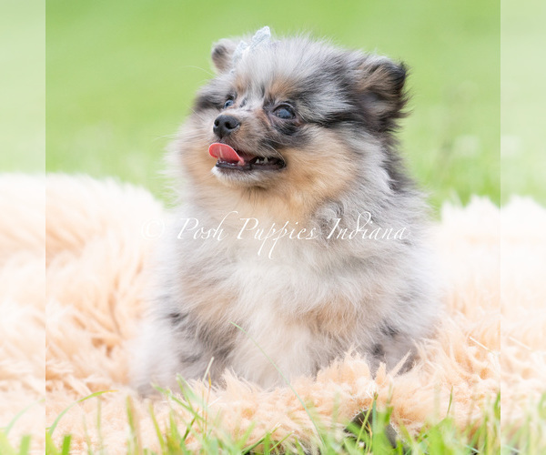 Medium Photo #1 Pomeranian Puppy For Sale in WARSAW, IN, USA