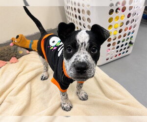Mutt Dogs for adoption in Moreno Valley, CA, USA