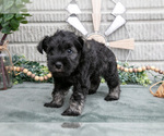 Small #1 Schnauzer (Miniature)