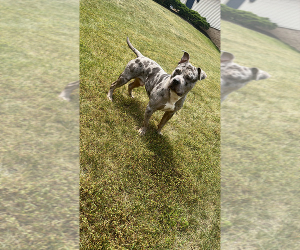 Medium Photo #1 American Bully Puppy For Sale in CAPITOL HEIGHTS, MD, USA