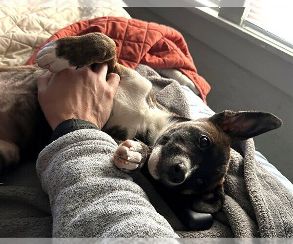 Medium Photo #1 American Pit Bull Terrier-Siberian Husky Mix Puppy For Sale in Oklahoma City, OK, USA