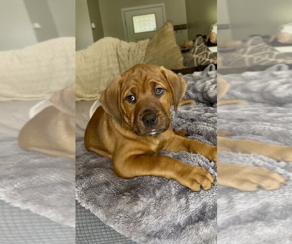 Medium Photo #9 Mutt Puppy For Sale in Mooresville, NC, USA