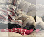 Small Photo #3 Chihuahua-Unknown Mix Puppy For Sale in Bellevue, WA, USA