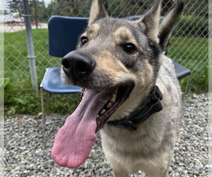 Siberian Husky-Unknown Mix Dogs for adoption in Anchorage, AK, USA