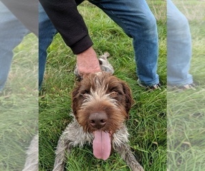 Father of the German Wirehaired Pointer puppies born on 09/12/2019