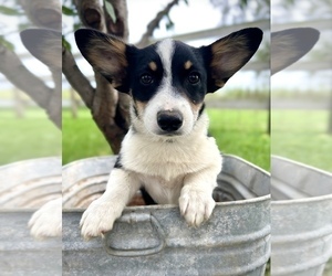 Pembroke Welsh Corgi Puppy for sale in FAIRBANK, IA, USA