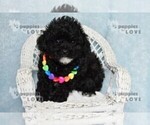 Small #5 Poodle (Toy)