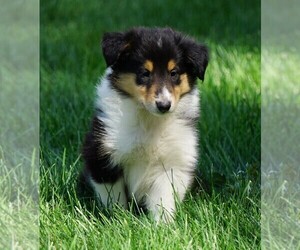 Collie Puppy for sale in FREDERICKSBG, OH, USA