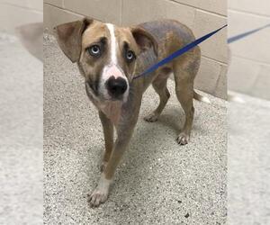 Labrador Retriever-Unknown Mix Dogs for adoption in Conroe, TX, USA