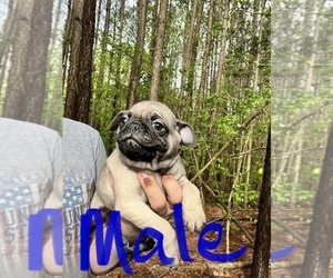 Pug Puppy for sale in WILLIAMSBURG, VA, USA