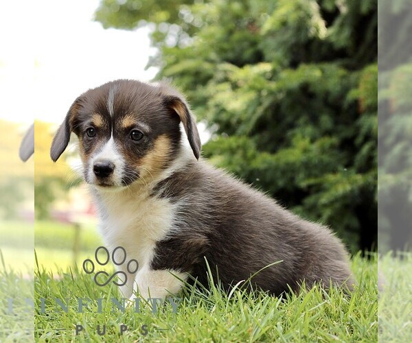 Medium Photo #1 Pembroke Welsh Corgi Puppy For Sale in ATGLEN, PA, USA