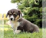 Small Pembroke Welsh Corgi