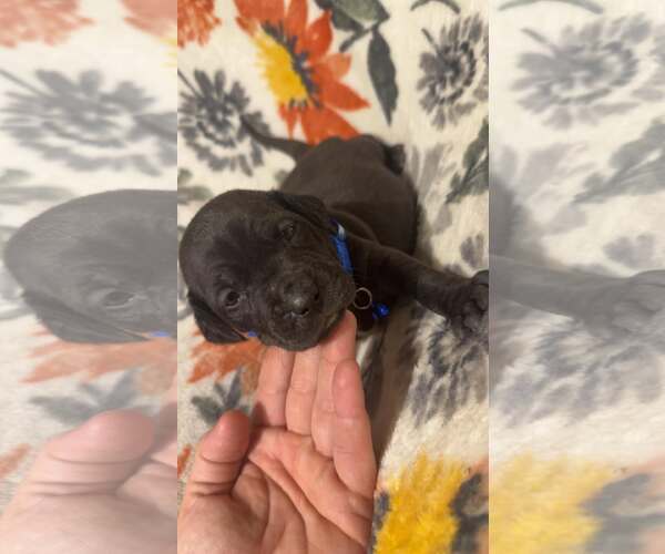 Medium Photo #2 Boxer-Unknown Mix Puppy For Sale in Holly Springs, NC, USA