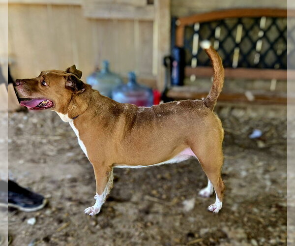 Medium Photo #7 American Staffordshire Terrier-Unknown Mix Puppy For Sale in Jackson, MS, USA