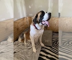Small Photo #1 Saint Bernard Puppy For Sale in CORRY, PA, USA