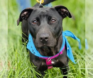 Sooney *Adopt or Foster* - Female Labrador Retriever-Unknown Mix Dog for Adoption - Photo #5