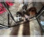 Image preview for Ad Listing. Nickname: Litter of 3