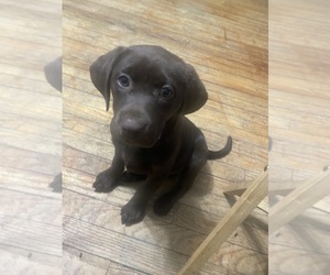 Labrador Retriever Litter for sale in INDIANAPOLIS, IN, USA