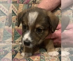 Small Photo #8 Dorgi Puppy For Sale in HURST, IL, USA