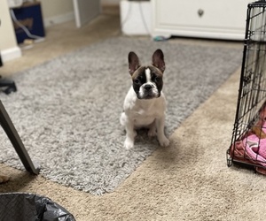 French Bulldog Puppy for sale in ATLANTA, GA, USA
