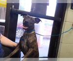 Small Rat Terrier Mix