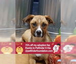 Small #28 Australian Shepherd-Boxer Mix