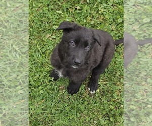 German Shepherd Dog Puppy for sale in DUNDEE, MI, USA