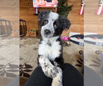 Small #1 Mutt