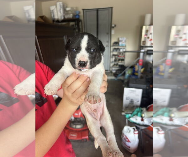 Medium Photo #2 - Mix Puppy For Sale in The Woodlands, TX, USA