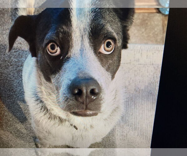 Medium Photo #1 Mutt Puppy For Sale in Garden City, NY, USA