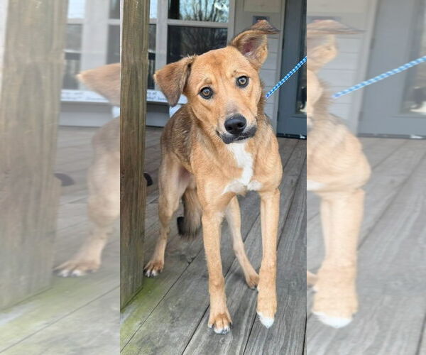 Medium Photo #1 Beagle-Unknown Mix Puppy For Sale in Minneapolis, MN, USA