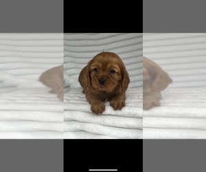 Cavalier King Charles Spaniel Puppy for sale in NILES, MI, USA