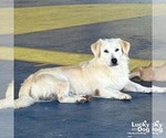 Small #2 Golden Labrador