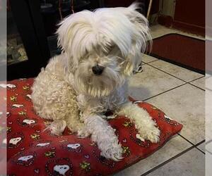 Maltese Dogs for adoption in San Antonio, TX, USA
