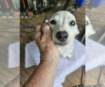 Small #5 Chiweenie
