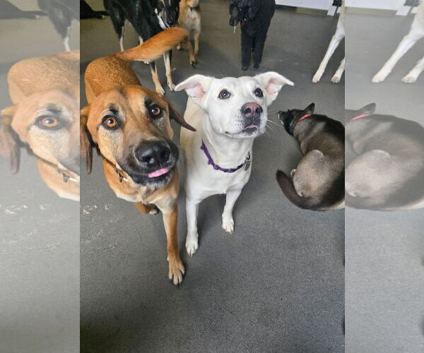 Medium Photo #6 Labrador Retriever-Unknown Mix Puppy For Sale in San Diego, CA, USA