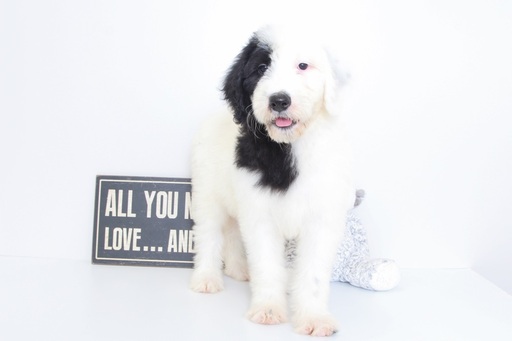 Medium Photo #1 Sheepadoodle Puppy For Sale in NAPLES, FL, USA