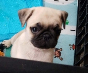 Pug Puppy for sale in BERWYN, IL, USA