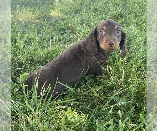 Medium Photo #2 Dachshund Puppy For Sale in CANOGA, NY, USA