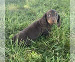 Small #1 Dachshund