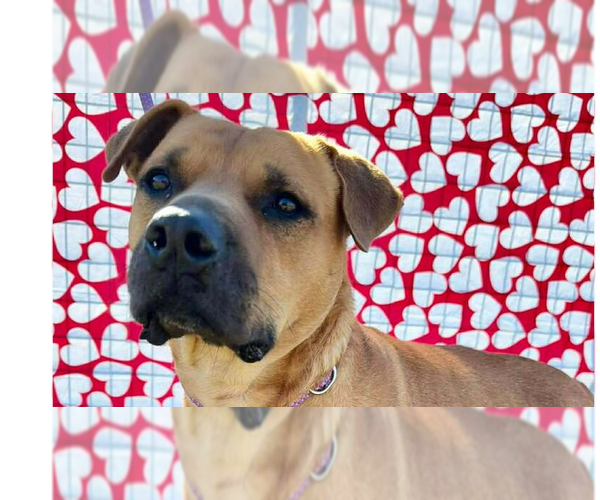 Medium Photo #1 Mutt Puppy For Sale in Abbeville, LA, USA