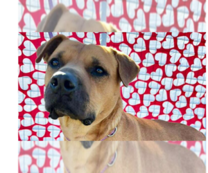 Mutt Dogs for adoption in Abbeville, LA, USA