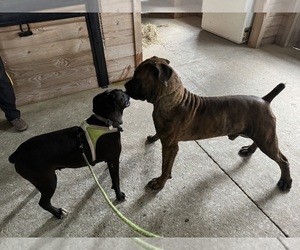 Father of the Boerboel-Boxer Mix puppies born on 10/04/2024