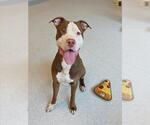 Small American Bulldog Mix