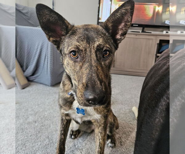 Medium Photo #4 Mutt Puppy For Sale in Fargo, ND, USA